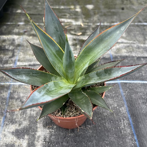 Agave shaka zulu 12cm - agave, pot