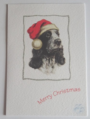 Blue roan cocker spaniel - roan,