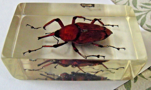 Taxidermy bugs insect - taxidermy, acrylic
