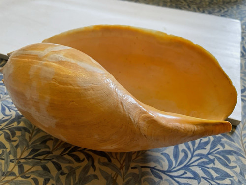 Large conch shell natural - shell,,