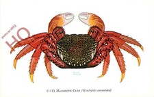 Picture Postcard::Mangrove Crab [John G. Shedd Aquarium]