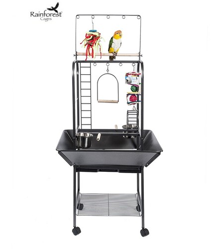 Rainforest jungle parrot play - rainforest,