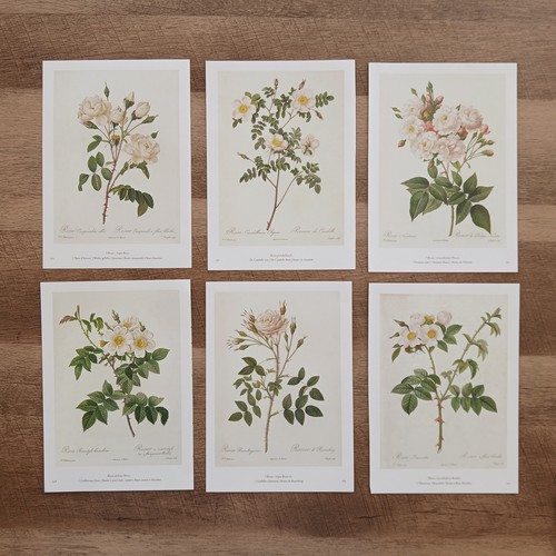 Redoute botanical white - botanical,