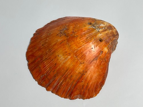 Pre columbian nazca spondylus - columbian,