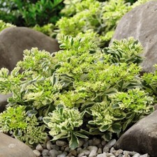 T&M Sedum Takesimense Atlantis Flowers Hardy Perennial 9cm Potted Plants