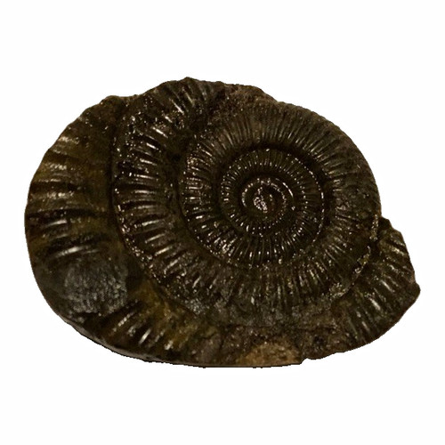 Genuine jurassic ammonite - jurassic,