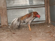 12 BLUE WAHL ASIL EGGS