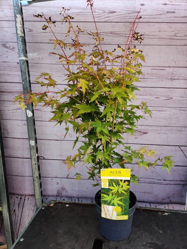 Acer palmatum hoo - acer, 'bi