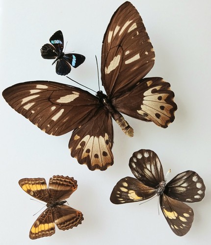 Butterfly collection set x4 - ,