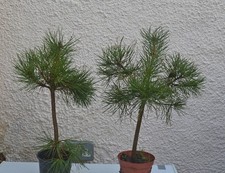 2 SCOTS PINE BONSAI