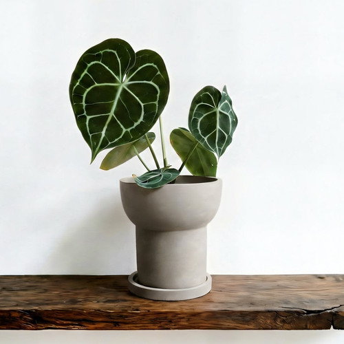 Modern matte terracotta - matte,