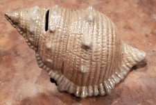 Sea Shell Coin Decorative Bank