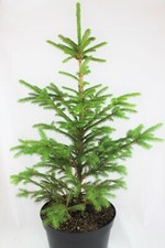 Real, Living Norway Spruce