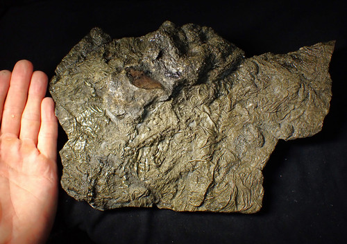 Huge uncommon pyrite crinoid