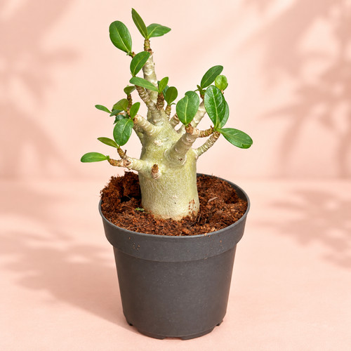 Medium desert rose adenium - desert, rose,