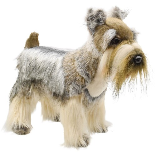 Hansa miniature schnauzer - hansa,