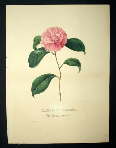 Flower the camellia - flower,