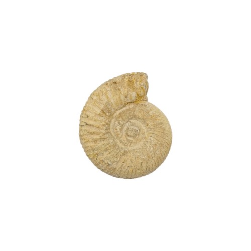 Perisphinctes ammonite fossil - perisphinctes,