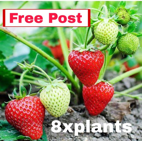 Strawberry plants - 8,