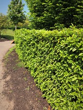 50 Portuguese Laurel Hedging Evergreen Plants Fast Growing Shrub 30-45cm Potted