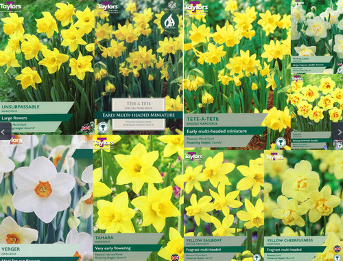 1kg spring daffodil bulbs - spring,
