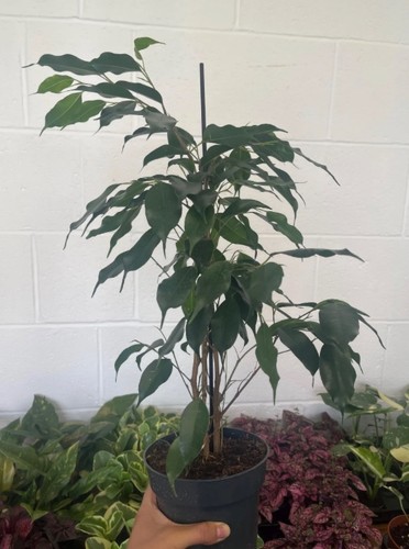 Ficus benjamina weeping fig - -,