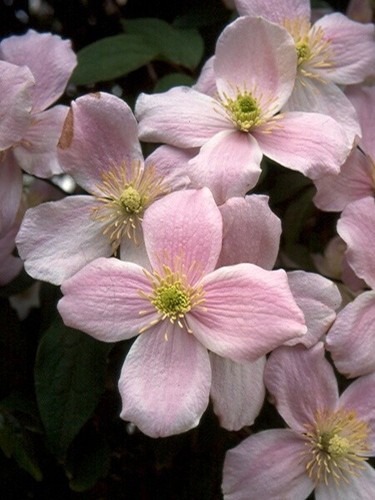 Clematis montana pink - clematis,