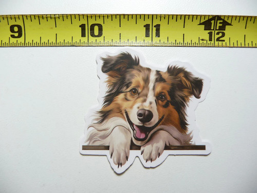 Peeking sheltie shepland - peeking,