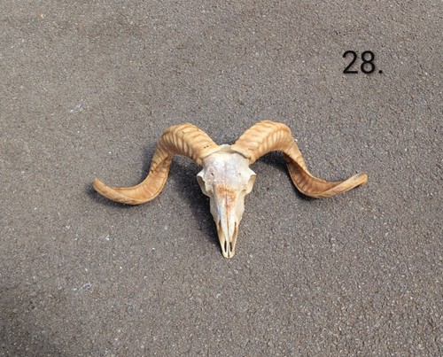 Ram skull bones - skull,, animal
