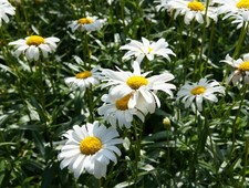 Oxeye Daisy Bare root plants x