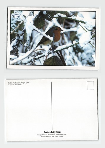 Postcard robin redbreast - postcard,