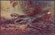 Nightjar by Roland Green - R.S. Art Press bird postcard
