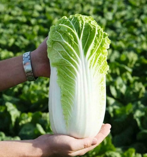 200 chinese cabbage - chinese,