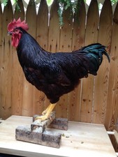 RHODE ISLAND RED 100% PURE
