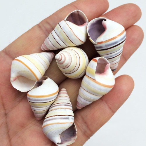 Candy stripe tree snail - candy,