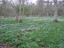 Photo 6x4 Carpet of  Wood