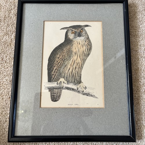 Eagle owl morris - owl., morris's