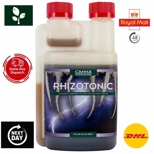Canna rhizotonic root - rhizotonic,