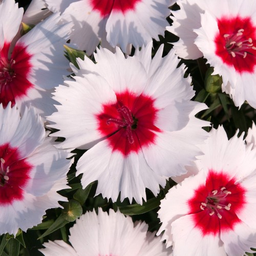 Dianthus corona peppermint - corona,