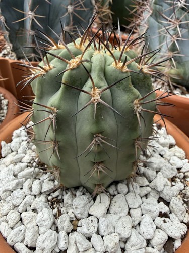 Acanthocalycium glaucum