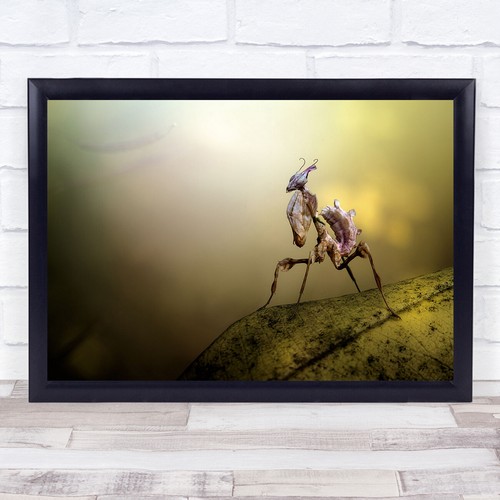 Diabolica praying mantis - , leaf