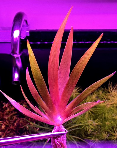 Rare xyris red stunning - ​rare,