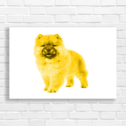 Adorable frontfacing chow - adorable,