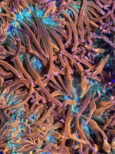 Rainbow bubble tip anemone - rainbow,