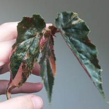 RARE - Begonia Ginny Galaxy