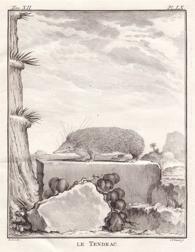 Hedgehog tenrek - hedgehog,