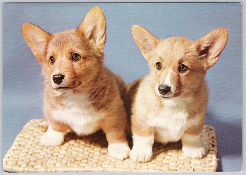 Corgi puppies dogs vintage - corgi,