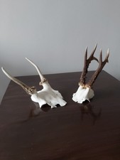 ROE BUCK FALLOW PRICKET DEER