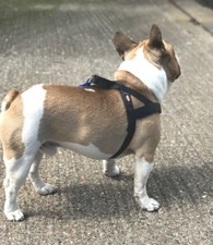 Dog Norwegian Harness Blue