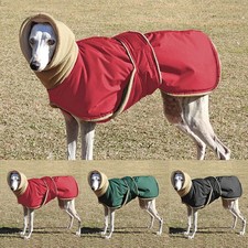 Greyhound Coat Greyhound Dog